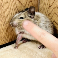 好奇心旺盛❤︎︎ ˊ˗デグー(パイド)