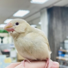 【最新画像更新🪄】裸ん坊ちゃんがやってきた🐣シナモン文鳥　ヒナ
