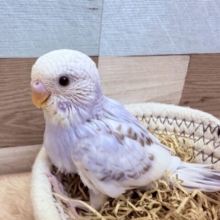 淡いお色が可愛すぎてキュンキュンスーーー🫰🩷🫰セキセイインコのシナモンパイド❣️