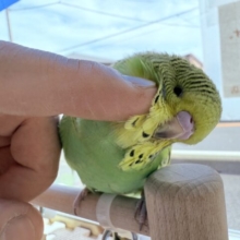 最新画像有ります🌟ヒナ餌卒業🎓夢も体もジャンボサイズにいきましょ〜‼️ジャンボセキセイインコノーマルカラー💚