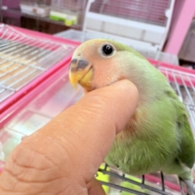 最新画像あります✨マルっとクチバシが可愛すぎますっ🥰コザクラインコのノーマル❣️