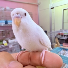 いっぱい甘えて遊びたい〜❣️甘えん坊なセキセイインコのアルビノさん‼️