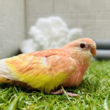 美しい見た目にみんなメロメロ⁉💗　アキクサインコ（ルビノー）