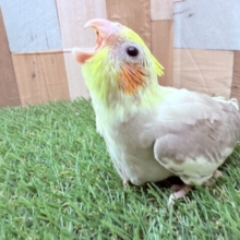 大きな声でごはんアピールの元気っ子🌟オカメインコのシナモンパイド❣️