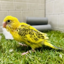 冒険家☆★☆★　セキセイインコ（ハルクイン）