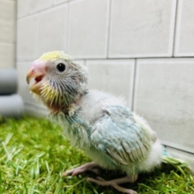 可愛すぎて目合わせられません、、👀💗👀💗　セキセイインコ（レインボー系）②