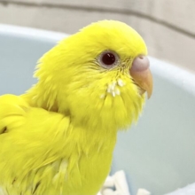 元気な黄色⭐️セキセイインコ（ルチノー）