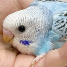 綺麗な水色🩵🖤セキセイインコ（ブルーオパーリン）