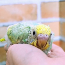 グリーン系‪💚セキセイインコのヒナ(パステルレインボースパングル)入荷しました♥️
