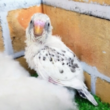 ごましおブチブチカラー✨セキセイインコのヒナ(白ハルクイン)入荷しました♥️