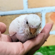 黒目ちゃん✨セキセイインコのヒナ(白、ダブルファクター)入荷しました♥️
