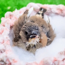 色変わりだよ〜✨キンカ鳥のヒナ入荷しました❤️