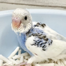 春休み！セキセイインコフェア開催中！