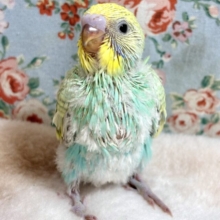 セキセイインコ  パステルレインボー(エメラルド)‎    💚ྀི°•*⁀⭐️