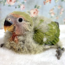コザクラインコ  ノーマル  ‪🌱‬🌿❤️