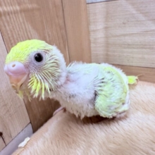 まるで宝石のような極美カラーの子💎✨セキセイインコのパステルカラーレインボー❣️