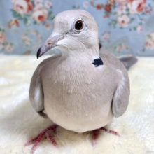 若ジュズカケバト  🕊𓂃𓈒𓏸︎︎︎︎