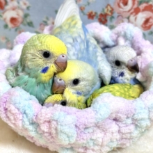 セキセイインコちゃんず入舎🌸｡・:＋°｡