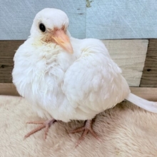 ふわっともふっと可愛すぎます😍ギンバト‼️