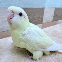 ぱっちりおめめで、び〜ぽぽぽ〜♪♪♪サザナミインコのクリームイノ❣️