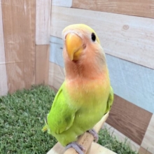 最新画像アリ‼️激カワコザ🩷明るさ全開パンパカパ〜ン🔆✨コザクラインコのタイガーオパーリン‼️