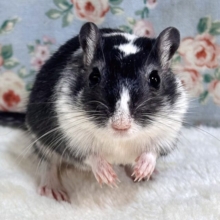 カラージャービル  白×黒  男の子  ‎🤍🖤🐀