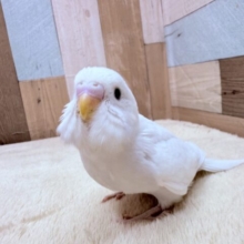 最新画像あります🌟わたわたキュートなまっしろ天使ちゃん👼セキセイインコのダブルファクター❣️