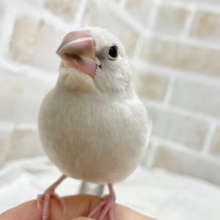 最新画像あり！動画あり！シルバーカラーにご注目～✨ シルバー文鳥🐣