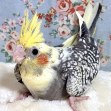 オカメインコ  パールパイドちゃん  ⚫️⚪️✨️