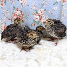 並ウズラ  ヒヨコ 🐥🐥🐥🪶
