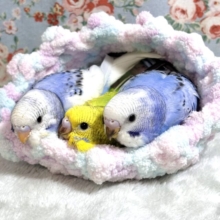「春休みセキセイインコフェア〜🌸･.｡*」厚木店✨️