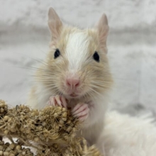 食べることが大好きなんだ！！デグー(サンドパイド) 男の子