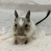 隠すのが上手な子🐭🌿デグー(パイド) 男の子