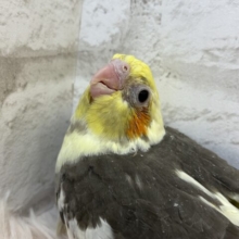 ちびっ子怪獣の登場だっ🐣‪☆オカメインコ(パイド) ヒナ