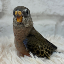 久々登場♡何色ものカラーに包まれた子💐アキクサインコ(ノーマル) ヒナ