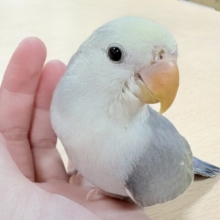 【最新画像更新】可愛いお顔に上品なカラー♡♡コザクラインコ（バイオレットパイド）ヒナ