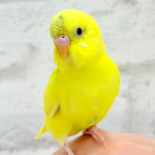 【最新画像更新🪄】どどんっと　ｽﾃｷ☆さん　きましたっ(〃ω〃)　セキセイインコ　ハルクイン〜〜