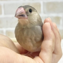 最新画像あり！かわいい子たち大集合～✨ 桜文鳥🐣