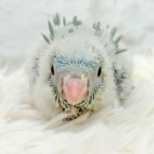 わた毛の妖精さん🧚サザナミインコ ヒナ