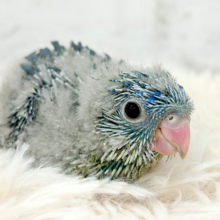 食べて、動いて、かくれんぼ〜〜♬サザナミインコ(コバルト) ヒナ