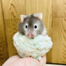 ふわふわべびちゃん🥰セーブルハムスターの女の子