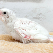 表情豊か♬素敵な思い出を一緒に作ろう❀.*ﾟセキセイインコ(ダブルファクター) ヒナ