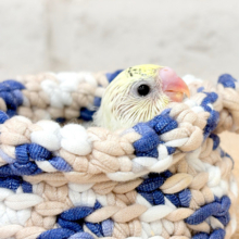 ここ、なんだか落ち着くよ~♩♩セキセイインコ(4色ハルクイン) ヒナ