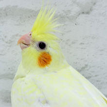 天使降臨🐣恥ずかしがり屋の赤ちゃんです♡オカメインコ(ルチノーパール) ヒナ