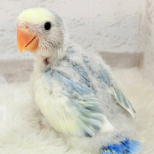【最新画像更新🪄】わくわくな未来.*･ﾟわた毛の天使ちゃん🐣🫧コザクラインコ(ブルーチェリーパイド) ヒナ