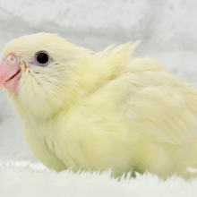 【最新画像更新🪄】癒される優しいカラーと性格🫧サザナミインコ(クリームイノ) ヒナ