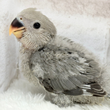 落ち着きカラーに目が止まる♬コザクラインコ(モーブ) ヒナ