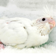 純白❅*॰ॱお腹が空いたら主張は強め‪☆‪☆‪☆オカメインコ(ピュアホワイト) ヒナ