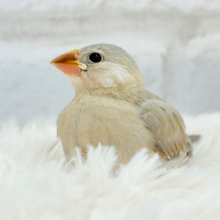 【最新画像更新🪄】大きくなったら、たくさん遊んでもらうんだっ！！色変わり文鳥 ヒナ
