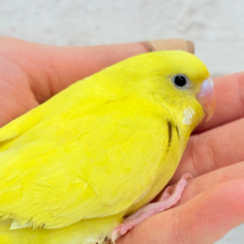 【動画更新🪄】おてての中が安心するんだっ◎セキセイインコ(ダブルファクター)